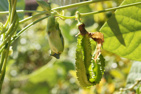 the winged bean, the princess bean