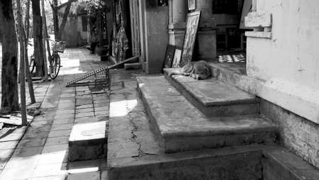 Sleeping dog in the peaceful morning