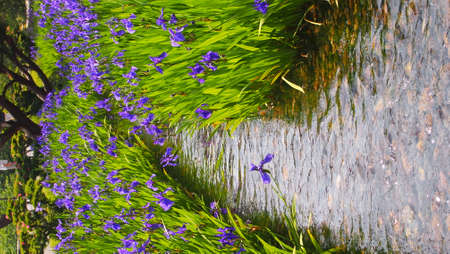 Flower in the parkの写真素材