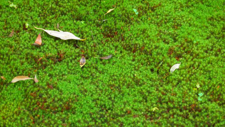 Green Grassの写真素材