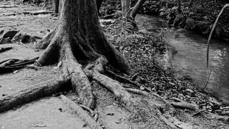 Root near the creekの写真素材