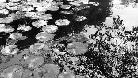 Lotus Pondの写真素材