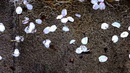 Sakura and stoneの写真素材