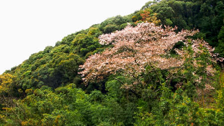Sakura in the mountain 3の写真素材