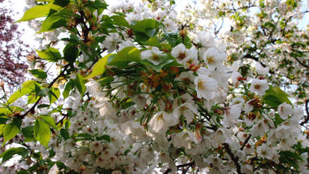 Sakura 5の写真素材