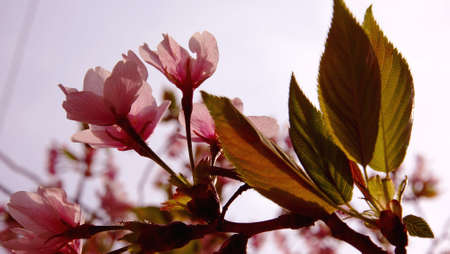 Sakura 1の写真素材