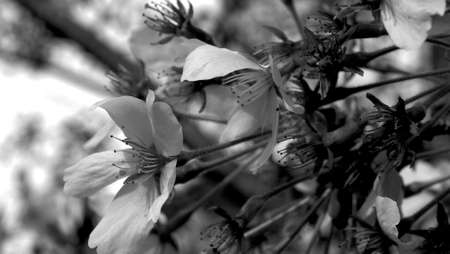 Sakura 7の写真素材