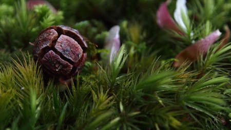 Pine Seed 1の写真素材