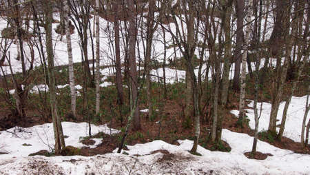 Snow landscape 5の写真素材