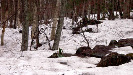 Snow landscape 2の写真素材