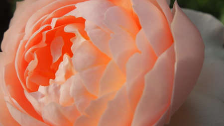 Romatic Roseの写真素材