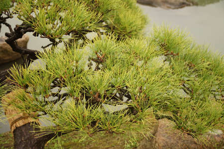 Japanese Fan shape pine tree branchesの写真素材