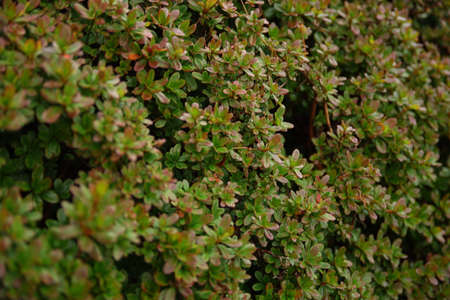 black tea leaves textureの写真素材