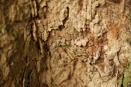 Wood Skin Texture