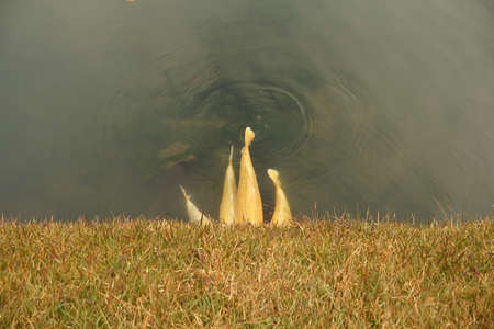 koi fishes and lawnの写真素材