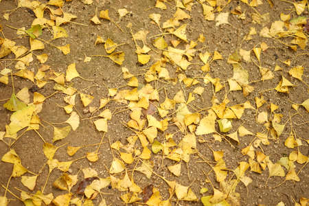 Ginkgo Leaves on the groundの写真素材