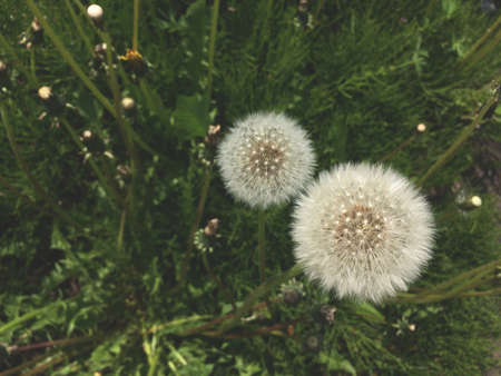 dandelions in the nature / Natural backgroundの写真素材