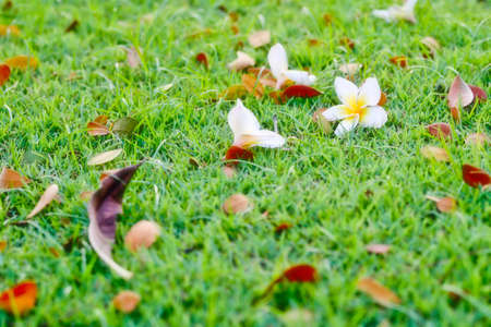 white frangipani in field の写真素材