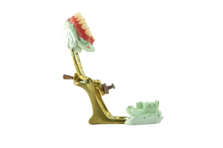 denture wax model with jaw