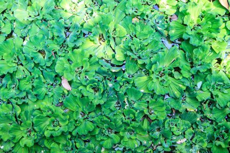 Green water weeds patternの写真素材