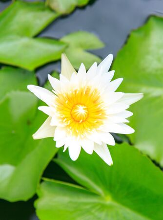 White lotus in the natureの写真素材