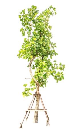 tree  decoration isolateの写真素材