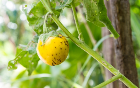 Thai eggplant on treeの写真素材