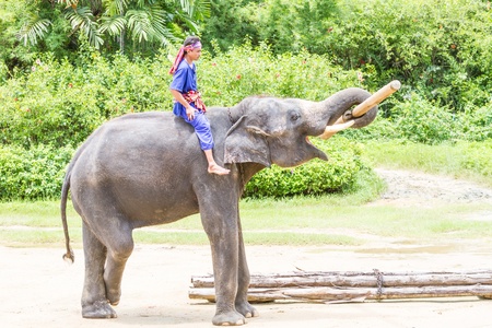NAKORNPATHOM THAILAND, June 20:  Elephants shoe in June 20, 2013 in Nakornpathom, Thailand.のeditorial素材