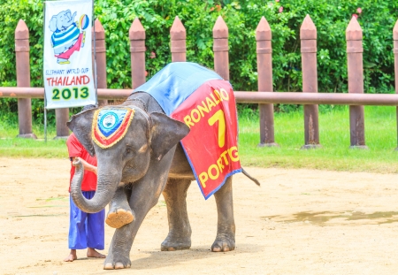 NAKORNPATHOM THAILAND, June 20:  Elephants play game  performing a show in June 20, 2013 in Nakornpathom, Thailand.のeditorial素材