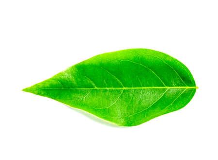 green leaf isolated on white backgroundの写真素材