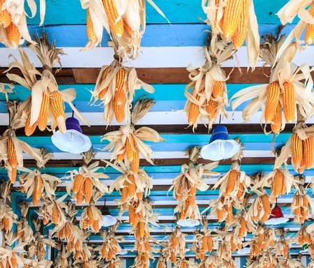 Many Corn with wooden backgrundの写真素材