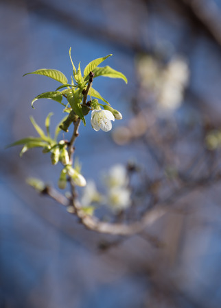 White cherry blossoms in natureの写真素材