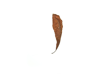 Dry leaf on white backgroundの写真素材