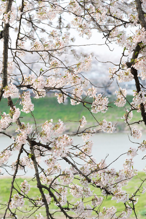 cherry blossoms in spring season at japanの写真素材