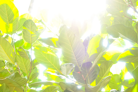 Frame Of Fresh Green Leavesの写真素材