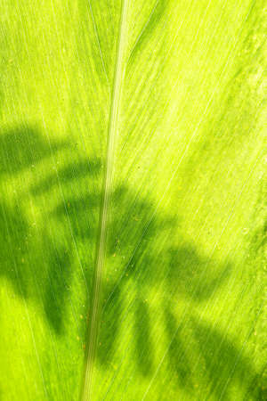 leaf close-up backgroundの写真素材
