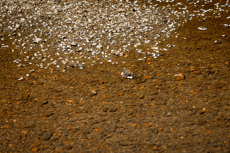 Cherry blossoms on waterの写真素材