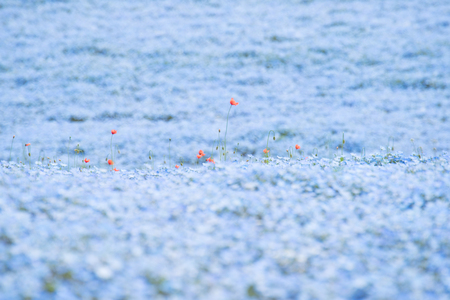 Orange flower with nemophila backgroundの写真素材