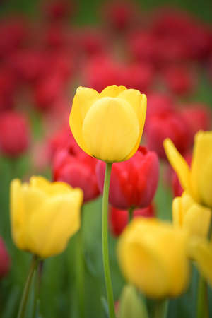 Yellow tulips. Colorful tulips in spring seasonの写真素材