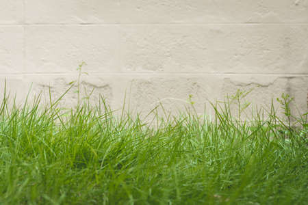 green grass and cement wall backgroundの写真素材