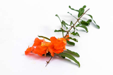 Pomegranate flowers on white  backgroundの写真素材