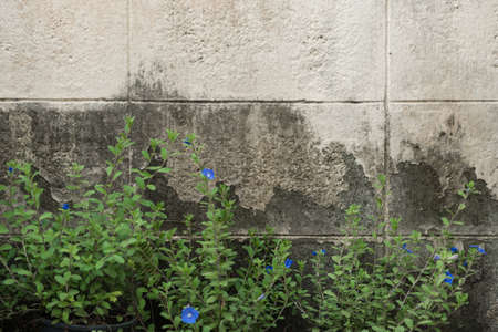 Blue flower and grunge cement wallの写真素材