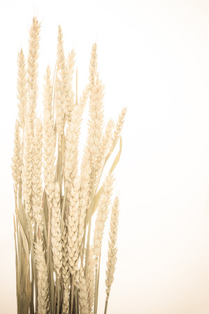 ears of wheat on vintage backgroundの写真素材