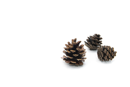brown pine cone isolated on white backgroundの写真素材
