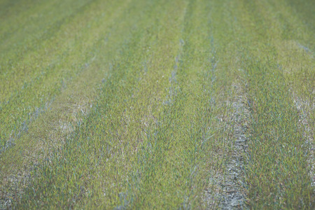 Grass on the field at Kitakata, Fukushimaの写真素材