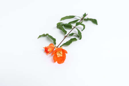 Pomegranate flowers on white backgroundの写真素材