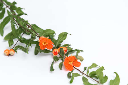 Pomegranate flowers on white backgroundの写真素材