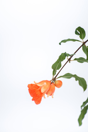Pomegranate flowers on white backgroundの写真素材