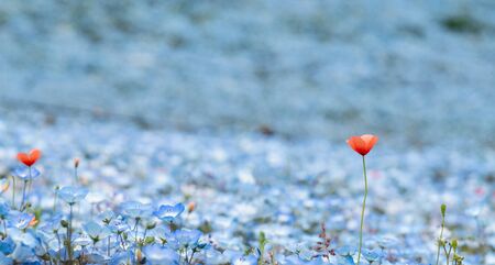 Carpet of Nemophila, or baby blue eyes flowerの写真素材