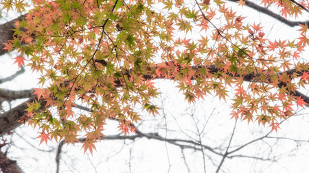 Japanese maple in autumn season background ,Lake Kinrinko Yufuin Japanの写真素材